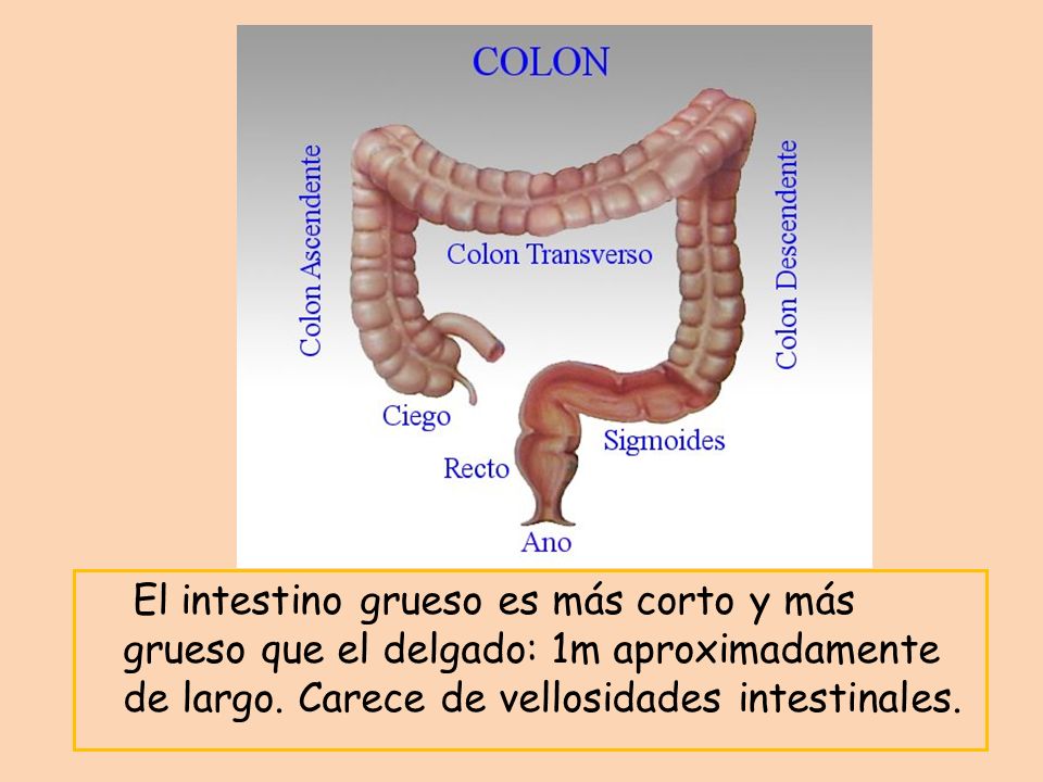 El intestino grueso es más corto y más grueso que el delgado: 1m aproximadamente de largo.