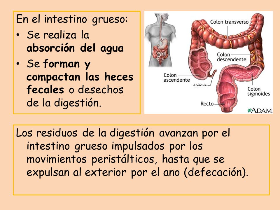 En el intestino grueso: Se realiza la absorción del agua