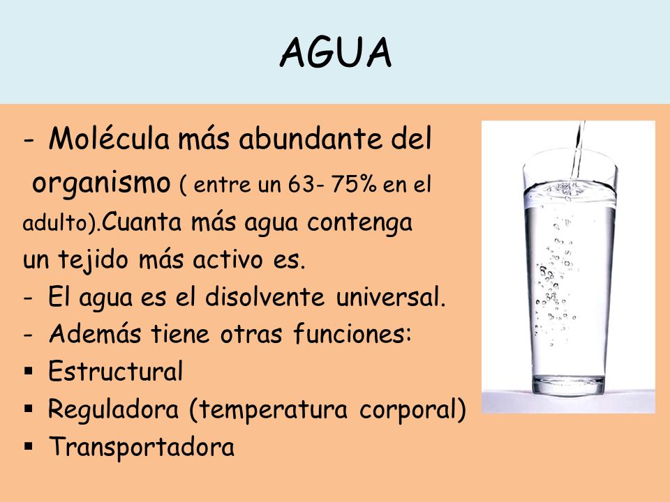 AGUA Molécula más abundante del organismo ( entre un % en el