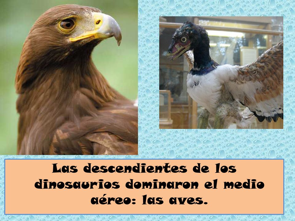 Las descendientes de los dinosaurios dominaron el medio aéreo: las aves.