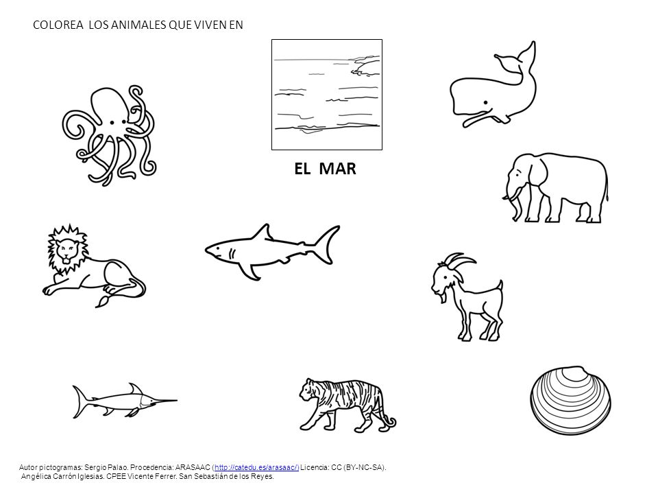 EL MAR COLOREA LOS ANIMALES QUE VIVEN EN