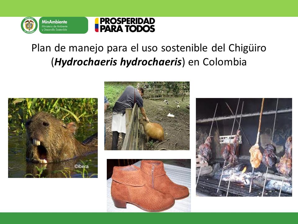 Plan de manejo para el uso sostenible del Chigüiro (Hydrochaeris hydrochaeris) en Colombia