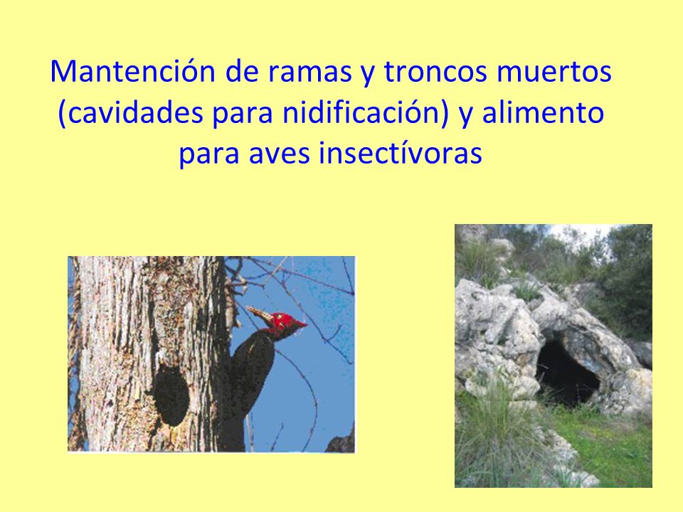 Mantención de ramas y troncos muertos (cavidades para nidificación) y alimento para aves insectívoras