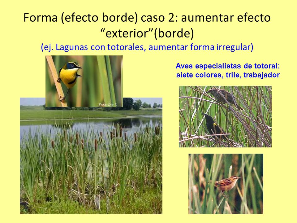 Aves especialistas de totoral: siete colores, trile, trabajador