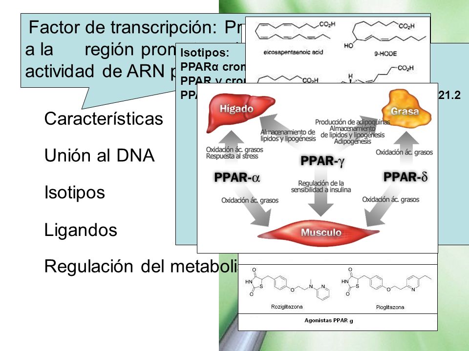 PPAR Características Unión al DNA Isotipos Ligandos