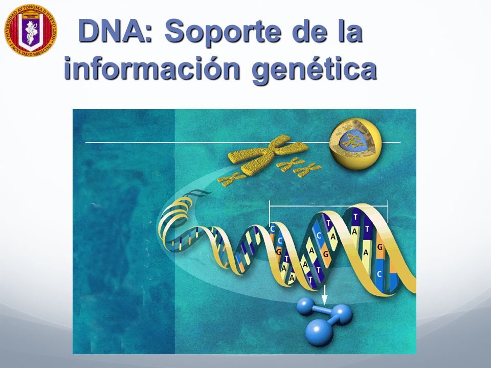 DNA: Soporte de la información genética