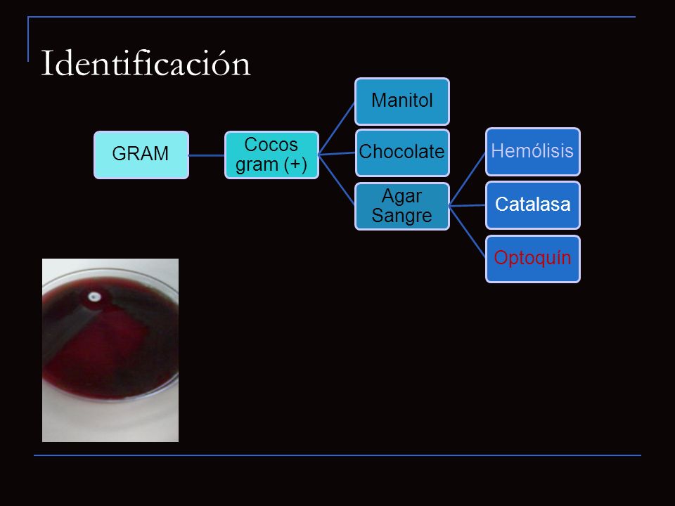 Identificación 31 GRAM Cocos gram (+) Manitol Chocolate Agar Sangre