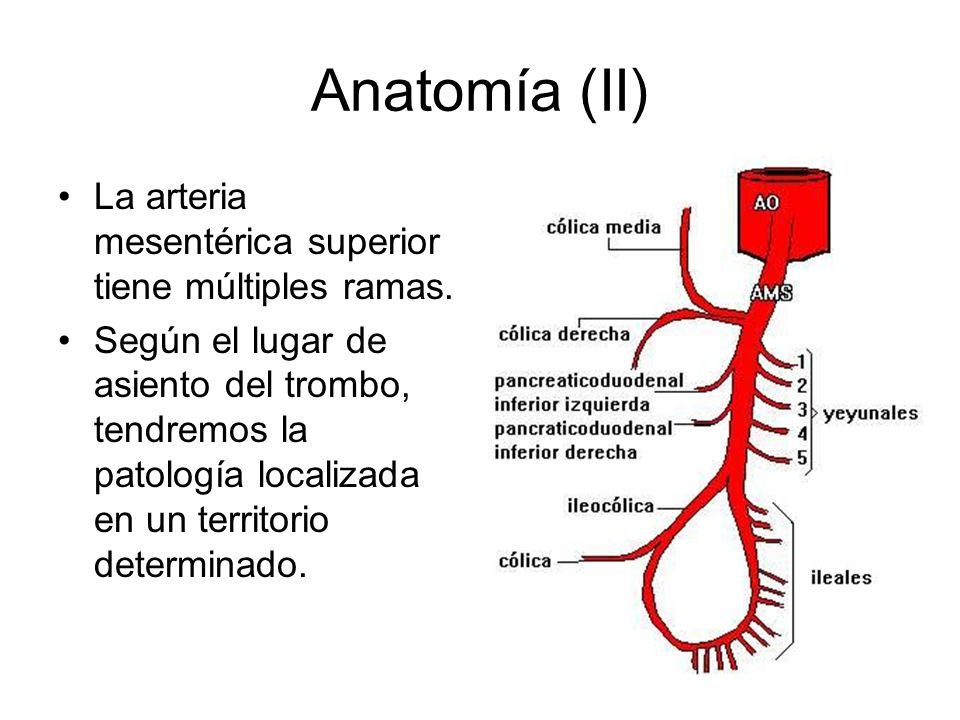 Anatomía (II) La arteria mesentérica superior tiene múltiples ramas.