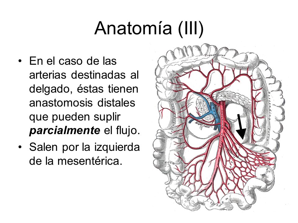 Anatomía (III) En el caso de las arterias destinadas al delgado, éstas tienen anastomosis distales que pueden suplir parcialmente el flujo.