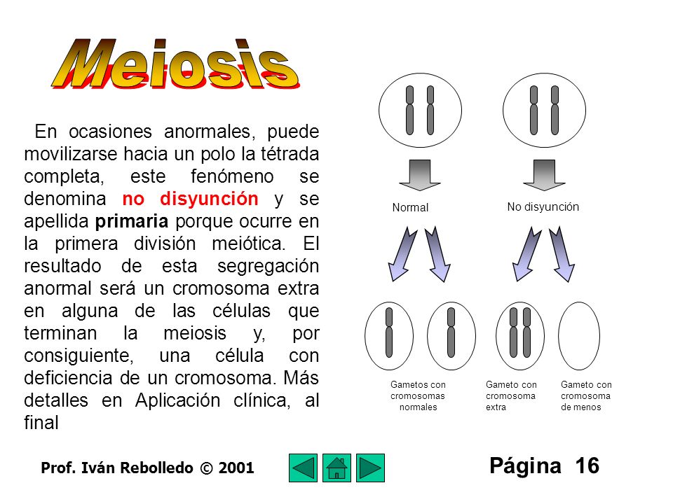 Meiosis Normal. No disyunción. Gametos con. cromosomas. normales. Gameto con. cromosoma. extra.