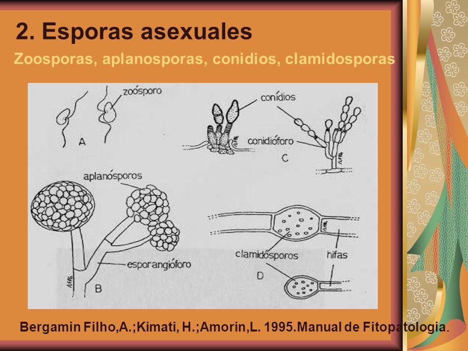2. Esporas asexuales Zoosporas, aplanosporas, conidios, clamidosporas