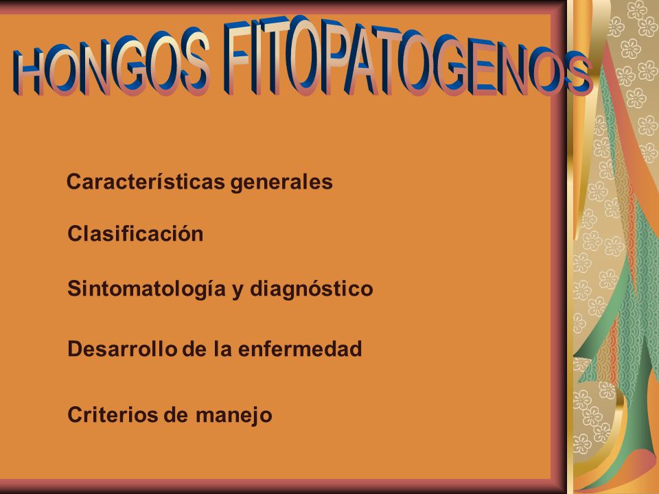HONGOS FITOPATOGENOS Características generales Clasificación