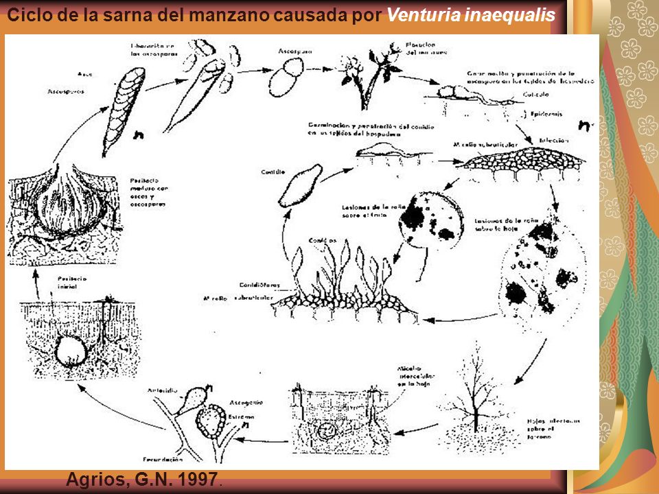 Ciclo de la sarna del manzano causada por Venturia inaequalis