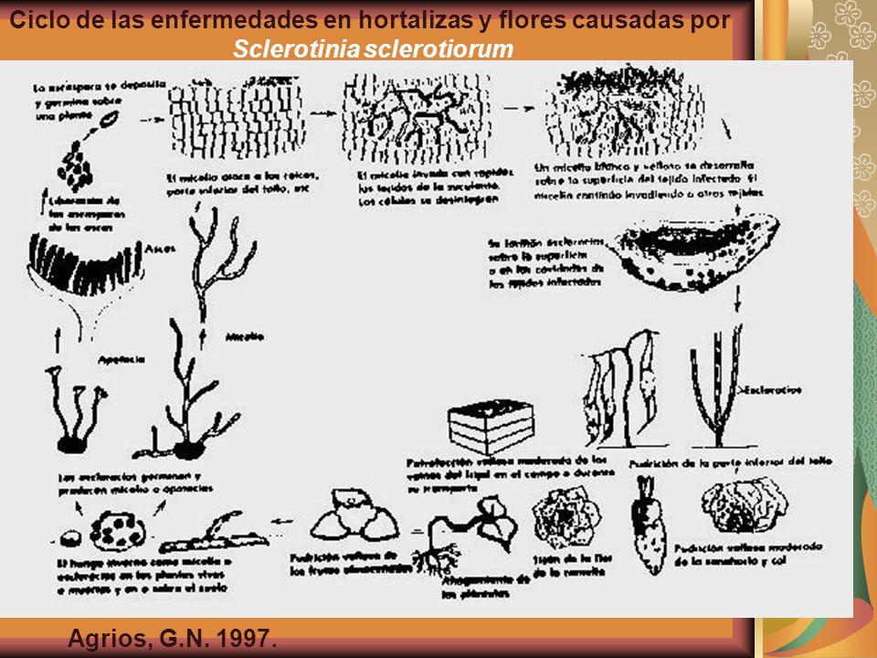 Ciclo de las enfermedades en hortalizas y flores causadas por