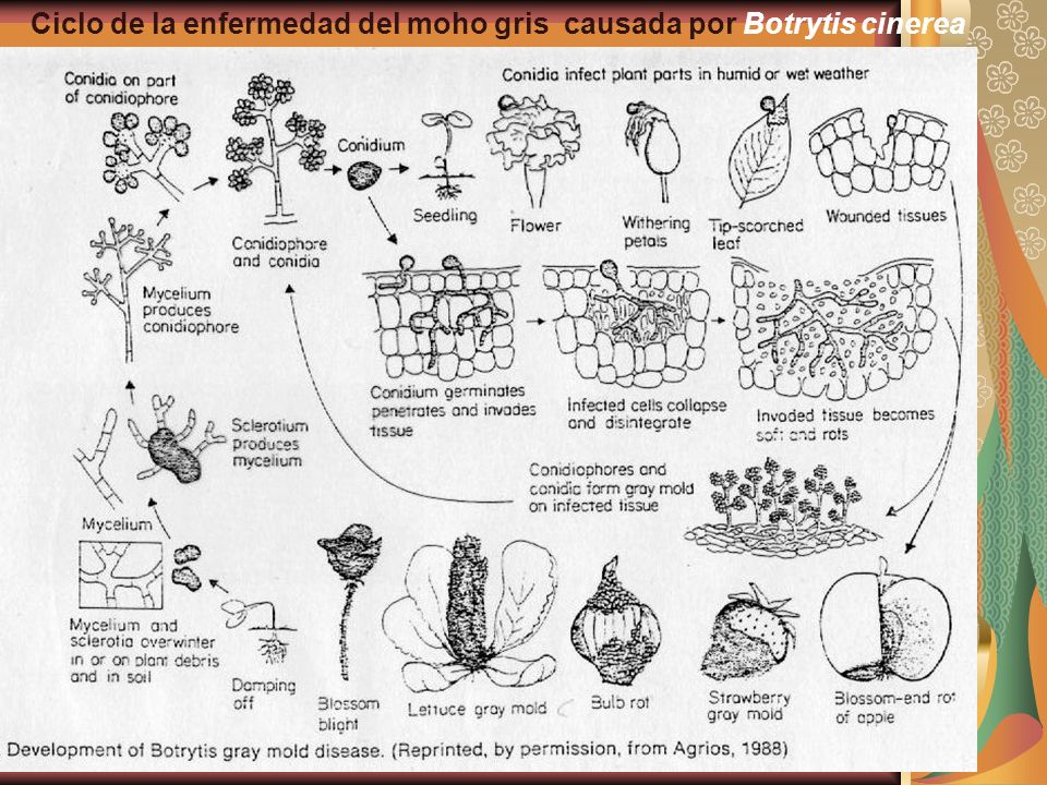 Ciclo de la enfermedad del moho gris causada por Botrytis cinerea