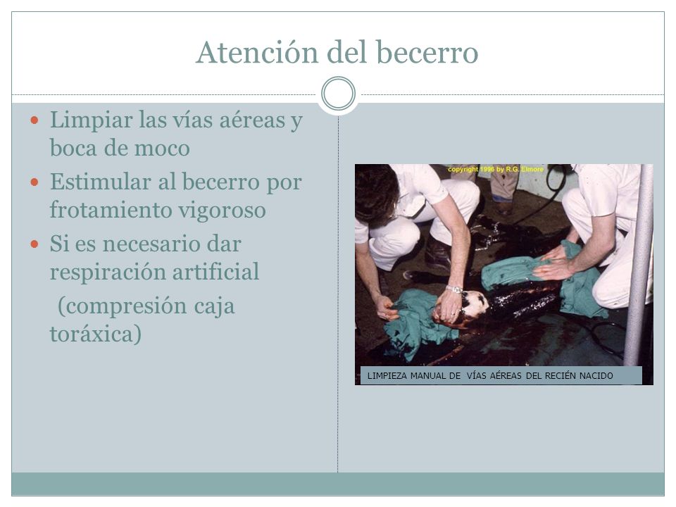 Atención del becerro Limpiar las vías aéreas y boca de moco