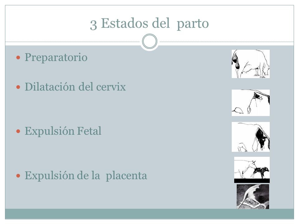 3 Estados del parto Preparatorio Dilatación del cervix Expulsión Fetal
