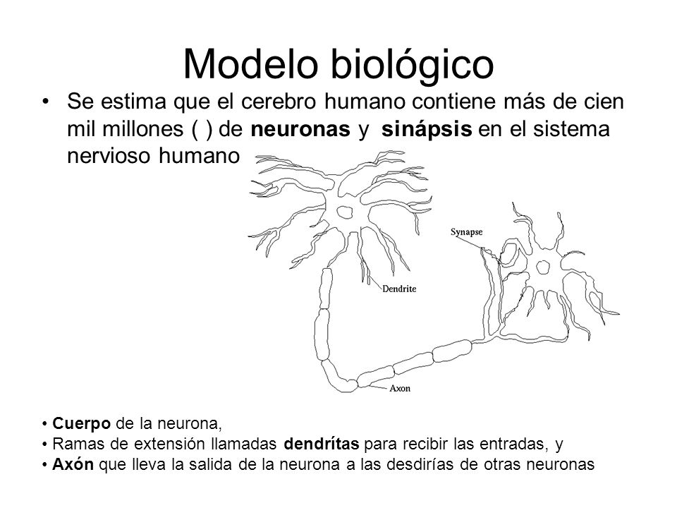 Modelo biológico Se estima que el cerebro humano contiene más de cien mil millones ( ) de neuronas y sinápsis en el sistema nervioso humano.
