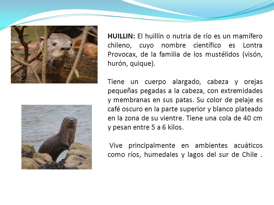 HUILLIN: El huillín o nutria de río es un mamífero chileno, cuyo nombre científico es Lontra Provocax, de la familia de los mustélidos (visón, hurón, quique).