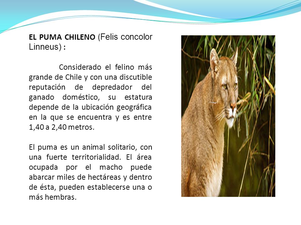 EL PUMA CHILENO (Felis concolor Linneus) :