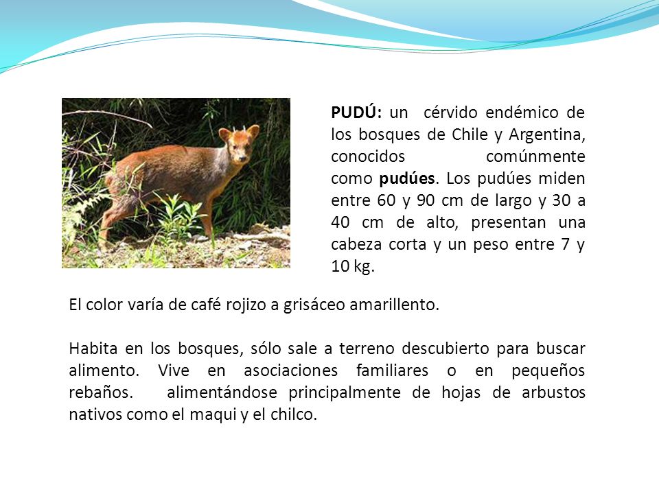 PUDÚ: un cérvido endémico de los bosques de Chile y Argentina, conocidos comúnmente como pudúes. Los pudúes miden entre 60 y 90 cm de largo y 30 a 40 cm de alto, presentan una cabeza corta y un peso entre 7 y 10 kg.