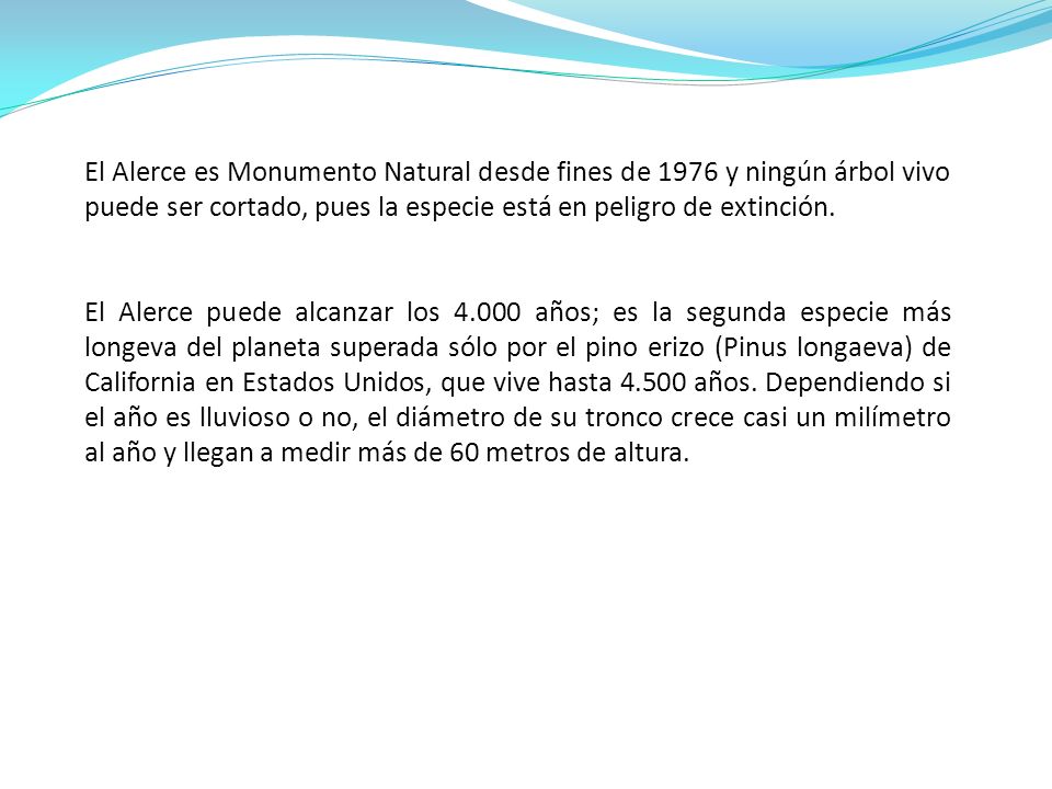 El Alerce es Monumento Natural desde fines de 1976 y ningún árbol vivo puede ser cortado, pues la especie está en peligro de extinción.