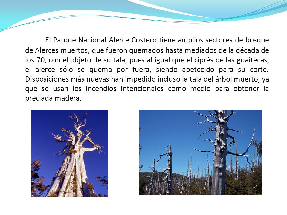 El Parque Nacional Alerce Costero tiene amplios sectores de bosque de Alerces muertos, que fueron quemados hasta mediados de la década de los 70, con el objeto de su tala, pues al igual que el ciprés de las guaitecas, el alerce sólo se quema por fuera, siendo apetecido para su corte.
