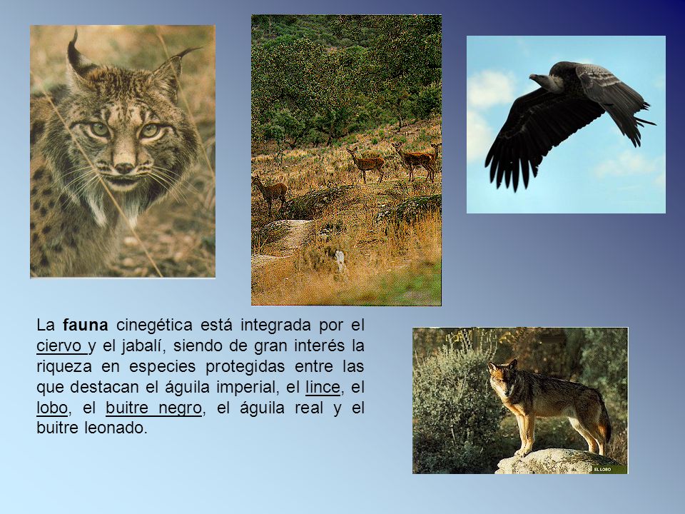 La fauna cinegética está integrada por el ciervo y el jabalí, siendo de gran interés la riqueza en especies protegidas entre las que destacan el águila imperial, el lince, el lobo, el buitre negro, el águila real y el buitre leonado.