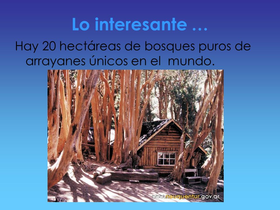 Lo interesante … Hay 20 hectáreas de bosques puros de arrayanes únicos en el mundo.