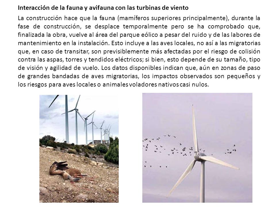 Interacción de la fauna y avifauna con las turbinas de viento
