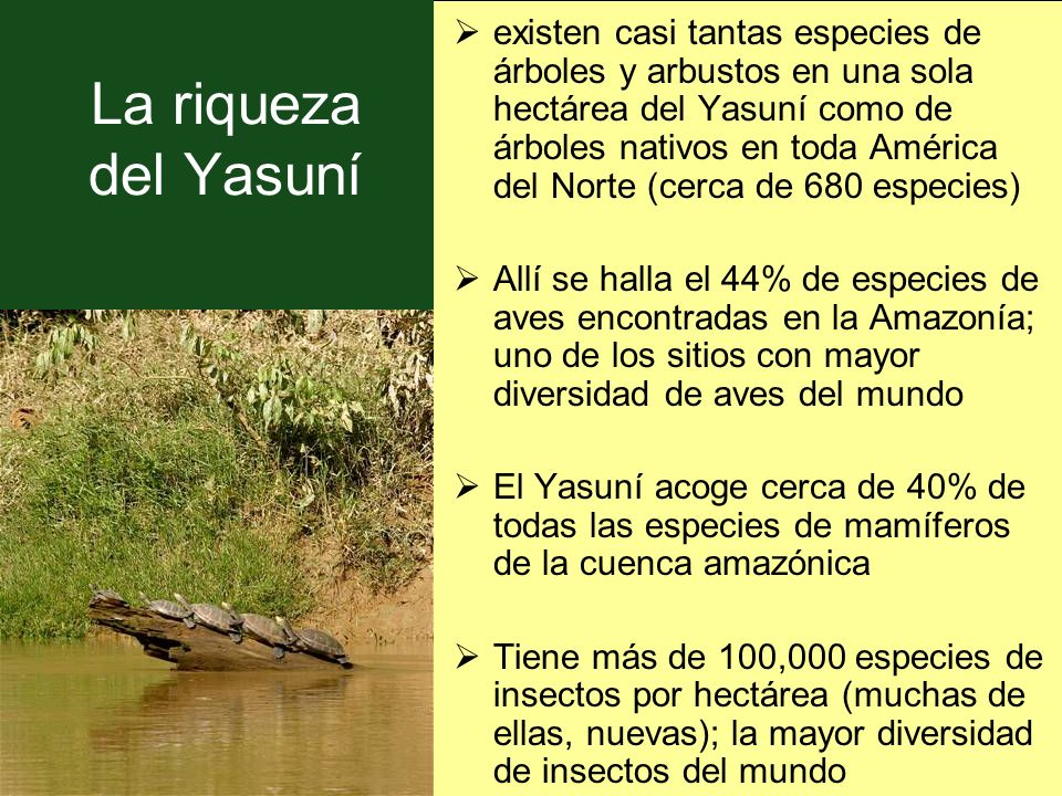 existen casi tantas especies de árboles y arbustos en una sola hectárea del Yasuní como de árboles nativos en toda América del Norte (cerca de 680 especies)