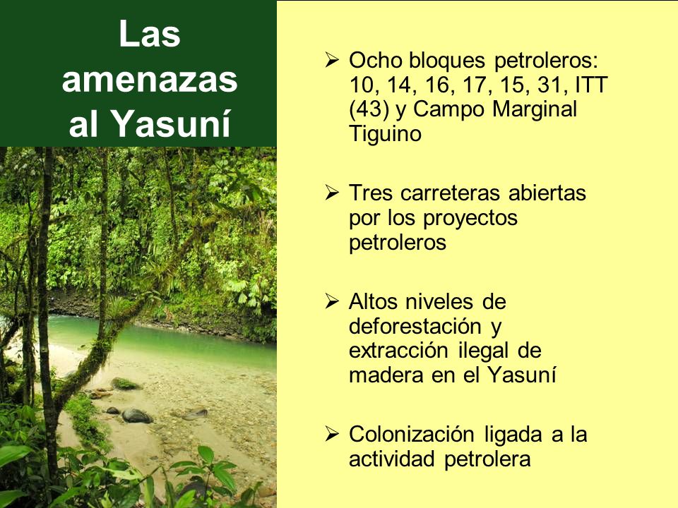 Las amenazas al Yasuní Ocho bloques petroleros: 10, 14, 16, 17, 15, 31, ITT (43) y Campo Marginal Tiguino.