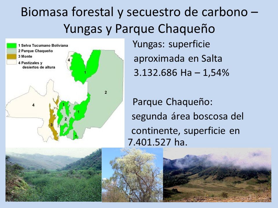 Biomasa forestal y secuestro de carbono – Yungas y Parque Chaqueño