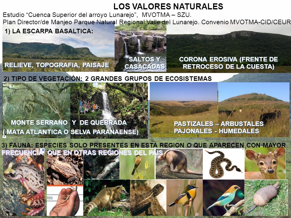 LOS VALORES NATURALES Estudio Cuenca Superior del arroyo Lunarejo , MVOTMA – SZU.