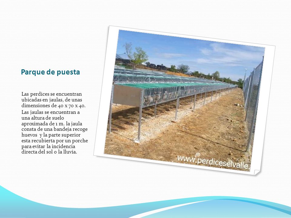 Parque de puesta Las perdices se encuentran ubicadas en jaulas, de unas dimensiones de 40 x 70 x 40.