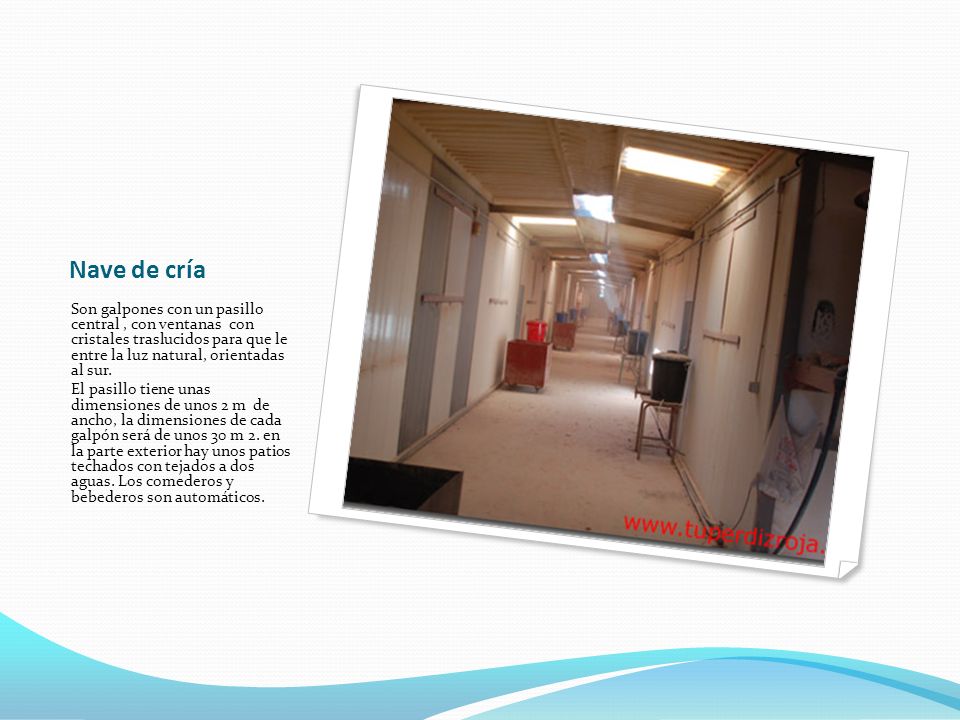 Nave de cría Son galpones con un pasillo central , con ventanas con cristales traslucidos para que le entre la luz natural, orientadas al sur.