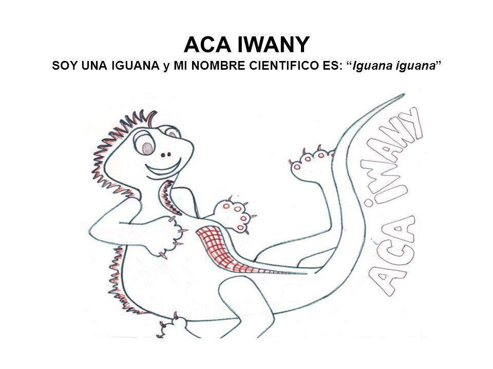 ACA IWANY SOY UNA IGUANA y MI NOMBRE CIENTIFICO ES: Iguana iguana