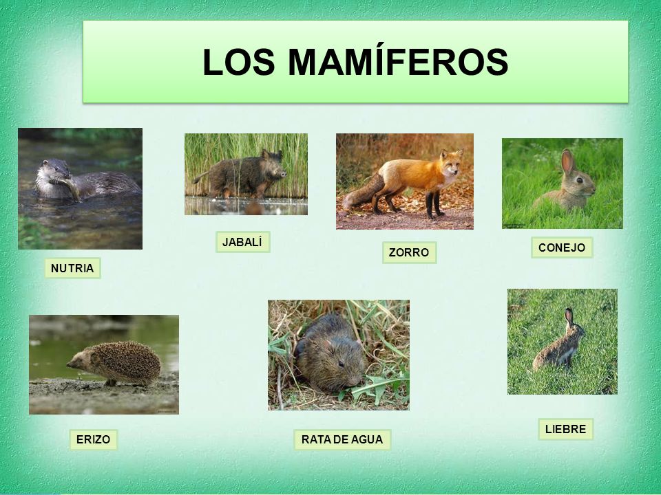 LOS MAMÍFEROS JABALÍ CONEJO ZORRO NUTRIA LIEBRE ERIZO RATA DE AGUA