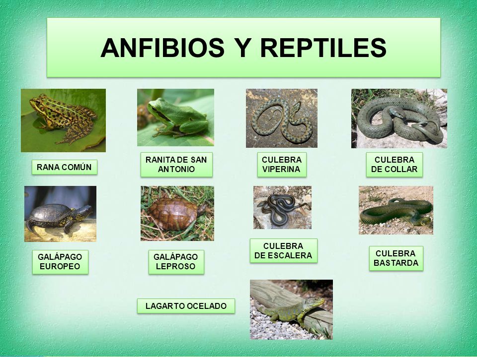 ANFIBIOS Y REPTILES RANITA DE SAN ANTONIO CULEBRA VIPERINA CULEBRA