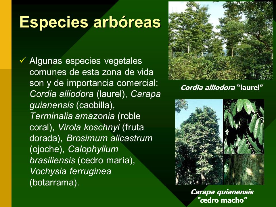 Cordia alliodora laurel Carapa quianensis cedro macho
