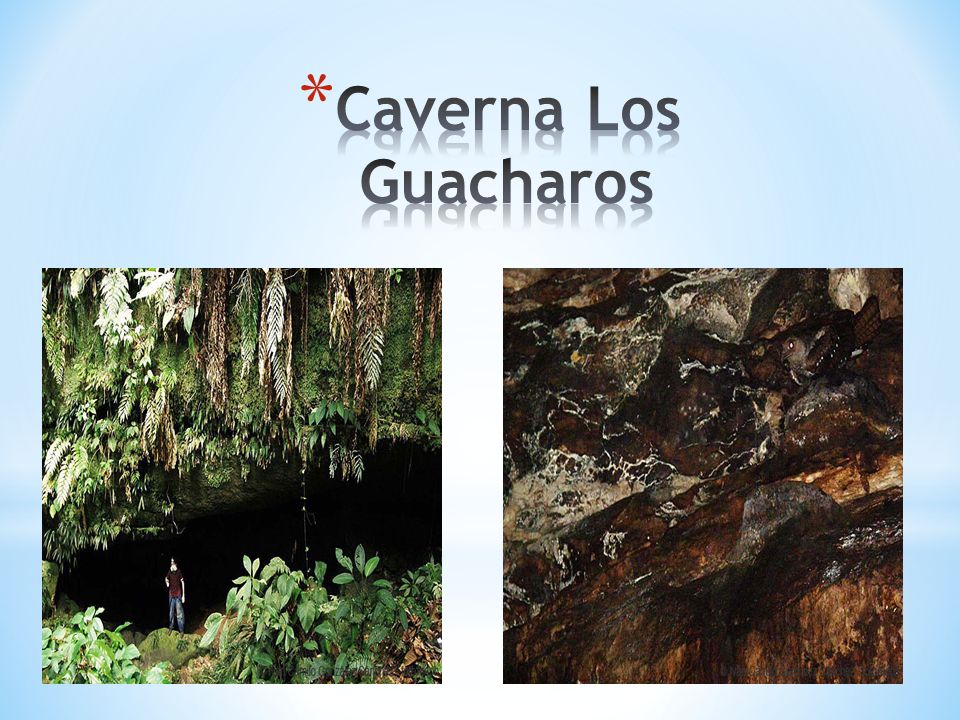 Caverna Los Guacharos