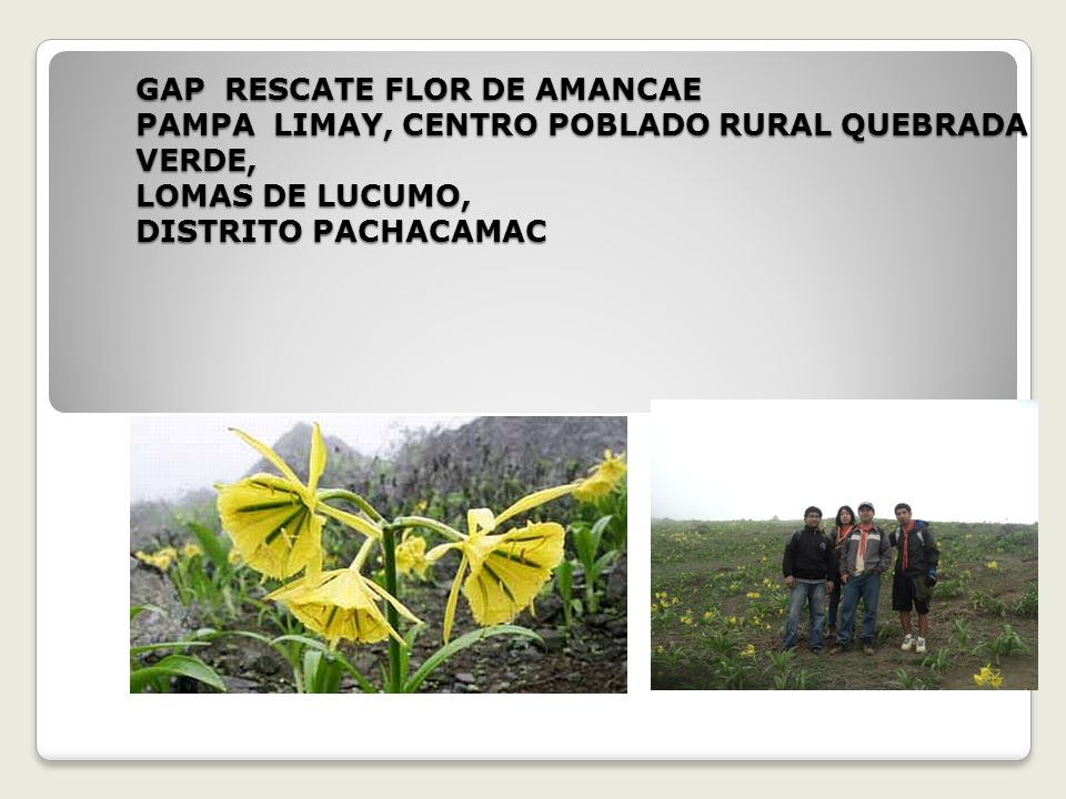 GAP RESCATE FLOR DE AMANCAE PAMPA LIMAY, CENTRO POBLADO RURAL QUEBRADA VERDE, LOMAS DE LUCUMO, DISTRITO PACHACAMAC