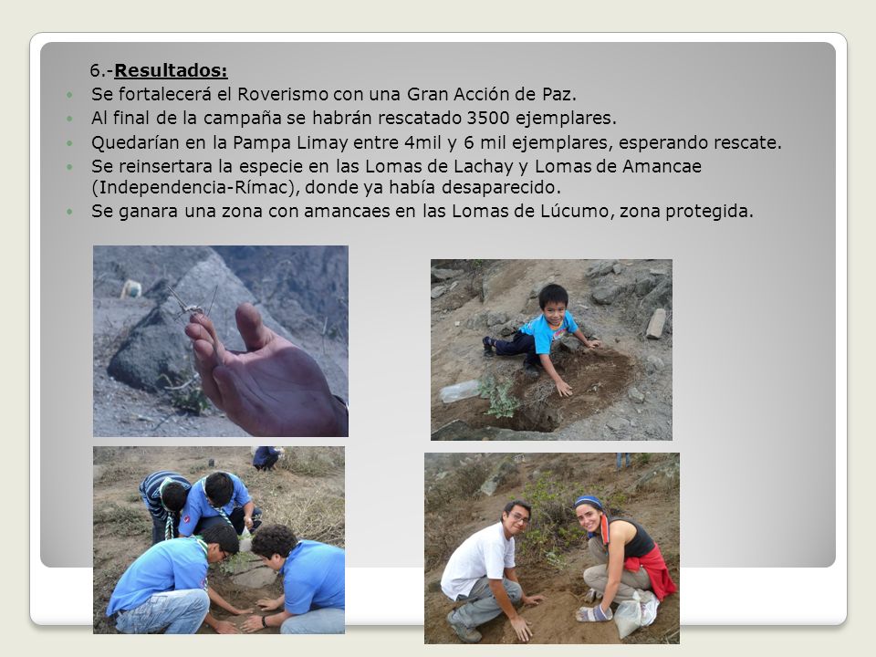 6.-Resultados: Se fortalecerá el Roverismo con una Gran Acción de Paz. Al final de la campaña se habrán rescatado 3500 ejemplares.