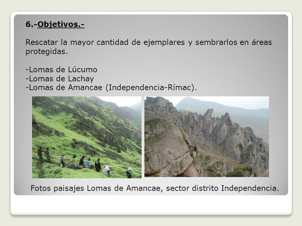 6.-Objetivos.- Rescatar la mayor cantidad de ejemplares y sembrarlos en áreas protegidas. -Lomas de Lúcumo.