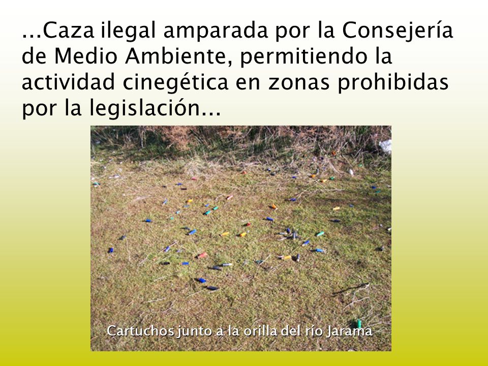 ...Caza ilegal amparada por la Consejería de Medio Ambiente, permitiendo la actividad cinegética en zonas prohibidas por la legislación...