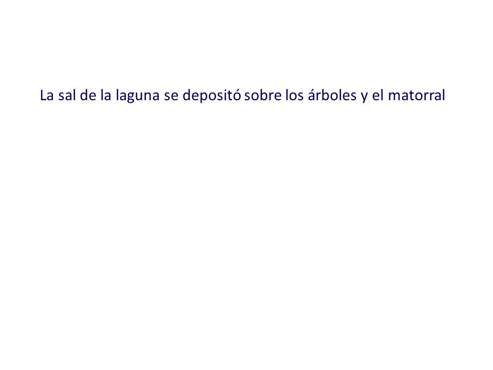La sal de la laguna se depositó sobre los árboles y el matorral