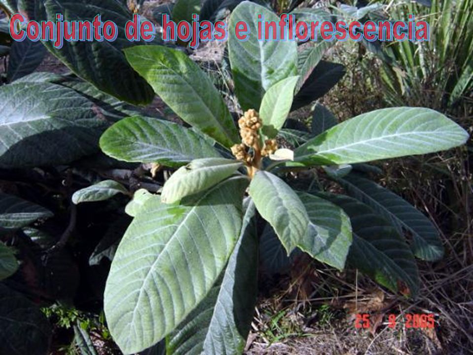 Conjunto de hojas e inflorescencia