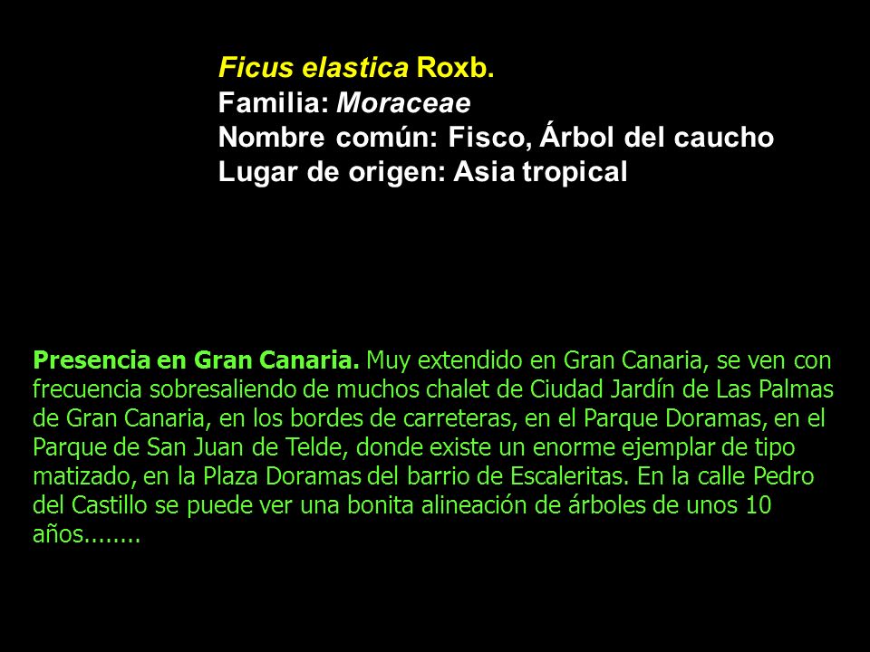 Nombre común: Fisco, Árbol del caucho Lugar de origen: Asia tropical