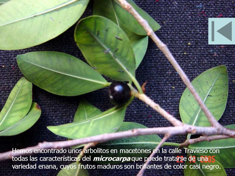 Hemos encontrado unos arbolitos en macetones en la calle Travieso con todas las características del microcarpa que puede tratarse de una variedad enana, cuyos frutos maduros son brillantes de color casi negro.
