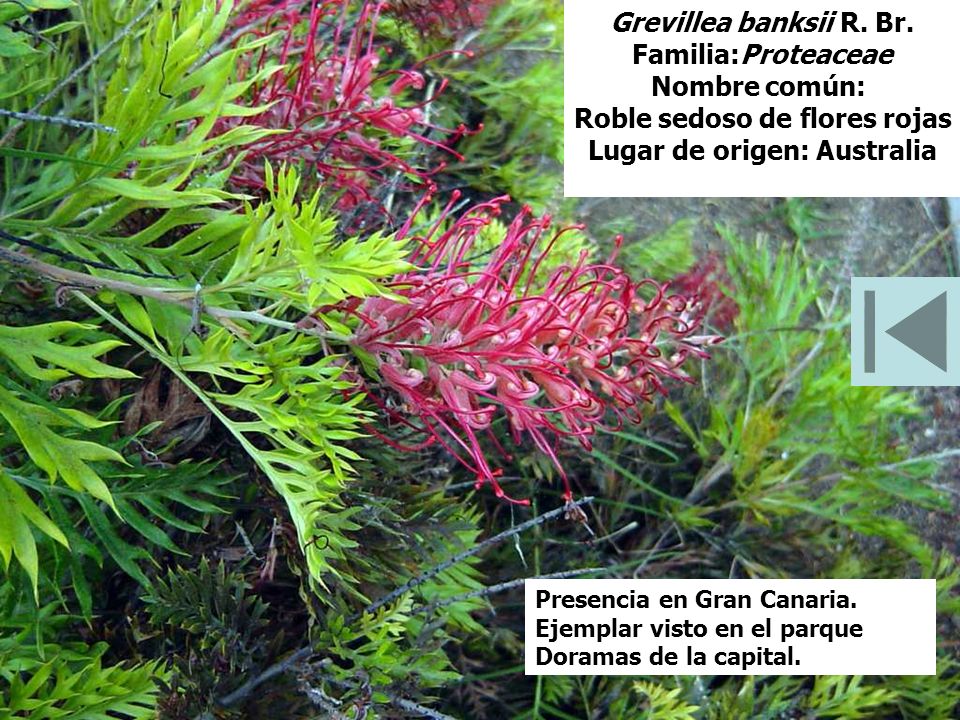 Roble sedoso de flores rojas Lugar de origen: Australia